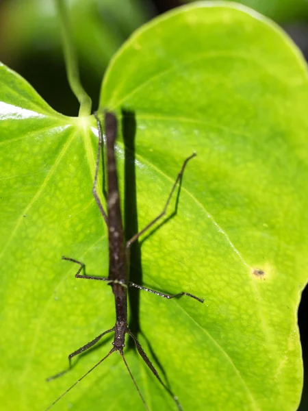 Insectes Dans Forêt Montagneuse Brumeuse Maquipucuna Équateur — Photo