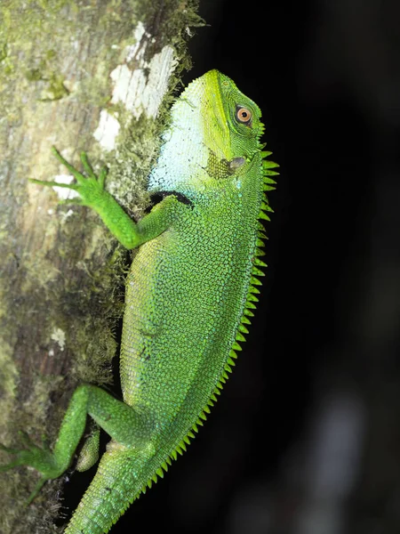 Lagarto Verde Grande Enyalioides Ssp Floresta Nebulosa Montanhosa Maquipucuna Equador — Fotografia de Stock