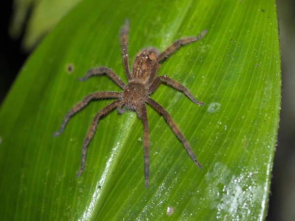 Aranha Floresta Nebulosa Montanha Maquipucuna Equador — Fotografia de Stock