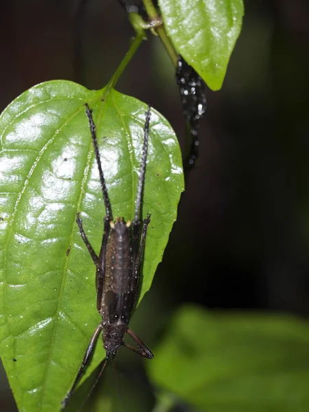 Insectos Bosque Nublado Montaña Maquipucuna Ecuador — Foto de Stock