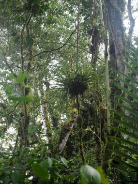 İç Maquipucuna, Ekvador dağ sisli ormanın