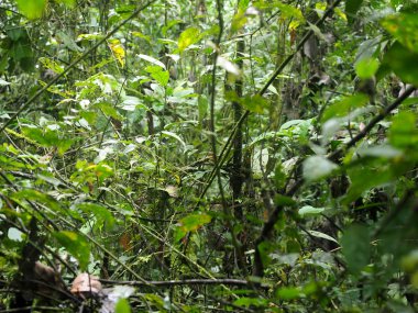 İç Maquipucuna, Ekvador dağ sisli ormanın