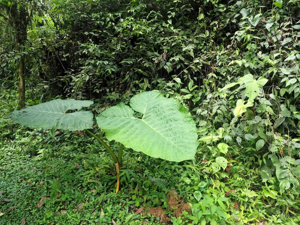 Interiör Berget Dimmigt Skogen Maquipucuna Ecuador — Stockfoto