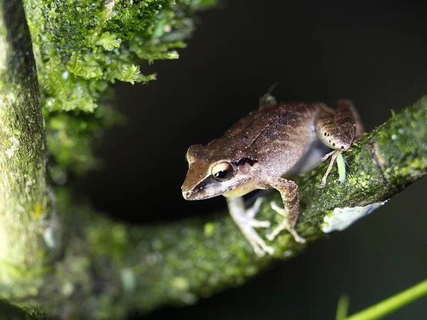 Rana Del Género Rana Bosque Niebla Montaña Maquipucuna Ecuador — Foto de Stock