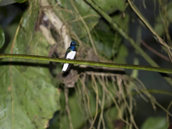 Kolibri Hegyi Ködös Erdő Maquipucuna Ecuador — Stock Fotó