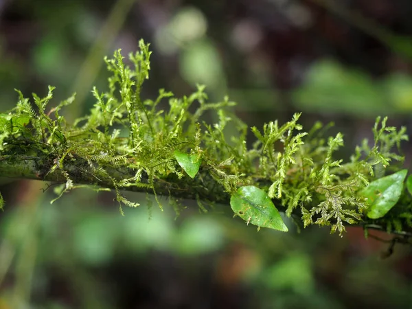 Intérieur Forêt Montagneuse Brumeuse Maquipucuna Équateur — Photo