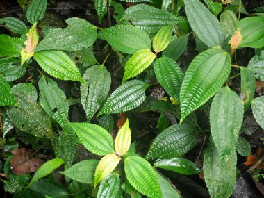 Peperomia, dağ sisli ormanın Maquipucuna, Ekvador