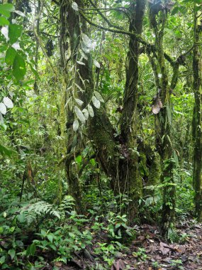 İç Maquipucuna, Ekvador dağ sisli ormanın