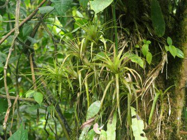 Büyük Bromelia Maquipucuna, Ekvador Dağı sisli orman içinde ağaç üzerinde