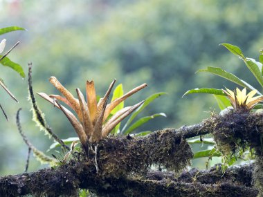 Bir ormanda bir sisli, Mindo, Ekvator üzerinde büyük bromelia