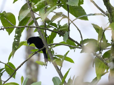 Sarı sağrılı cacique, Cacicus cela, Mindo, Ecuador
