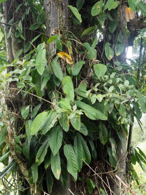 Kırmızı çiçekler tropik bitkiler, Mindo, Ecuador