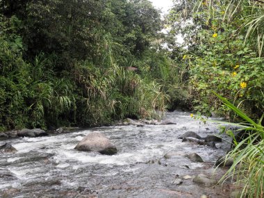 tropikal nehir, Mindo, Ecuador