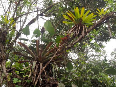 Bir ormanda bir sisli, Mindo, Ekvator üzerinde büyük bromelia
