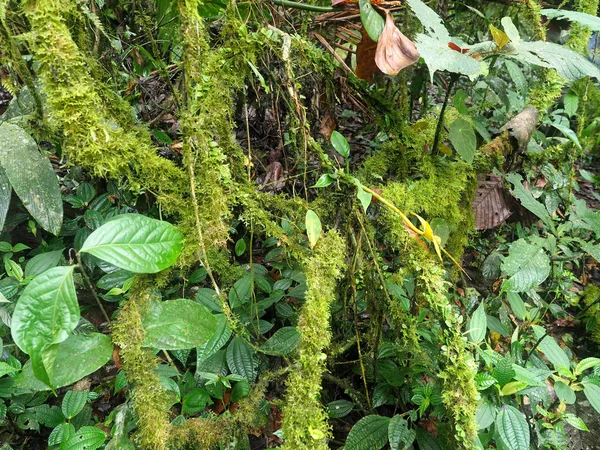 Interiör Berget Dimmigt Skogen Maquipucuna Ecuador — Stockfoto