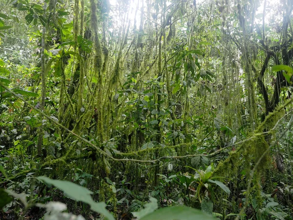 Interiör Berget Dimmigt Skogen Maquipucuna Ecuador — Stockfoto