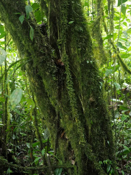 Interiör Berget Dimmigt Skogen Maquipucuna Ecuador — Stockfoto