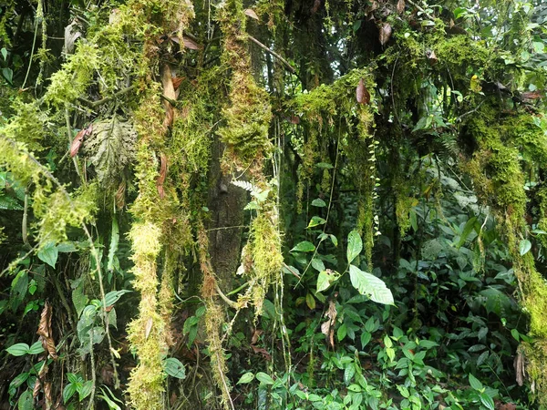 Interiör Berget Dimmigt Skogen Maquipucuna Ecuador — Stockfoto