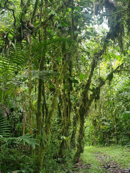 Intérieur Forêt Montagneuse Brumeuse Maquipucuna Équateur — Photo