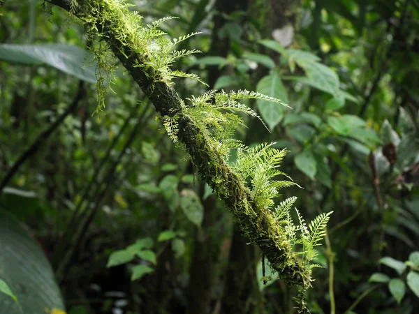 Interiör Berget Dimmigt Skogen Maquipucuna Ecuador — Stockfoto