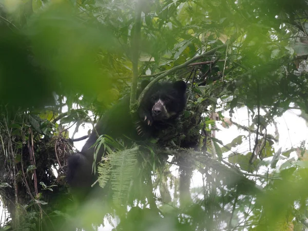 Ours Lunettes Tremarctos Ornatus Est Nourri Sur Arbre Dans Forêt — Photo