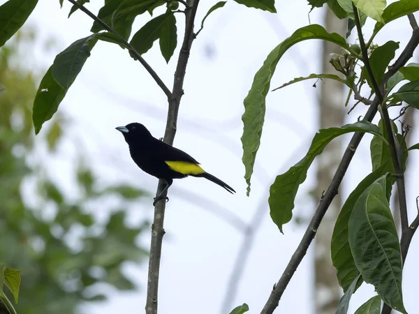 Cacique Dal Becco Giallo Cacicus Cela Mindo Ecuador — Foto Stock