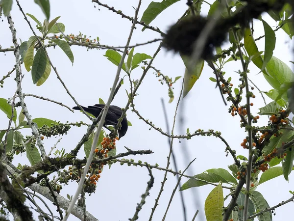 독수리 Coragyps Atratus 에콰도르에 — 스톡 사진