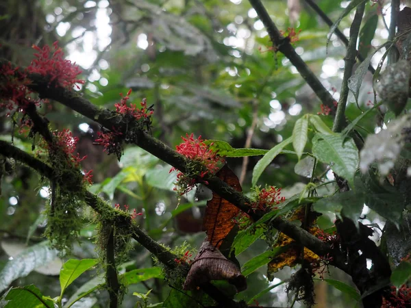 Plantas Vermelhas Especiais Ramo Uma Floresta Nebulosa Mindo Equador — Fotografia de Stock