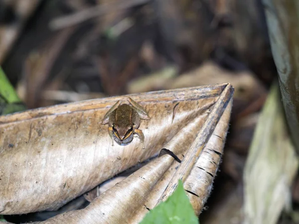 Pequeña Rana Tropical Hoja Mindo Ecuador — Foto de Stock