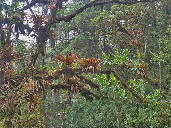 Bromélia Grande Uma Árvore Uma Floresta Nebulosa Mindo Equador — Fotografia de Stock
