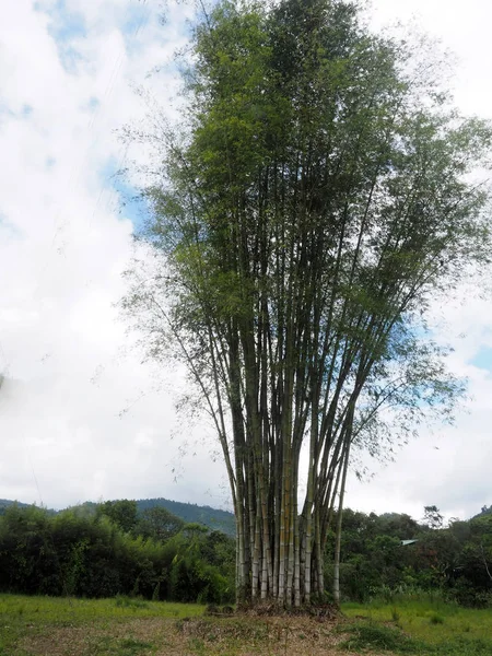Grupo Bambú Cultivado Mindo Ecuador — Foto de Stock