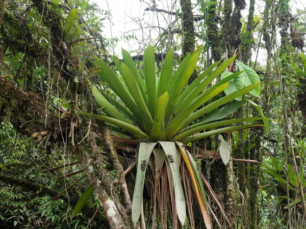 Stora Bromelia Ett Träd Dimmig Skog Mindo Ecuador — Stockfoto