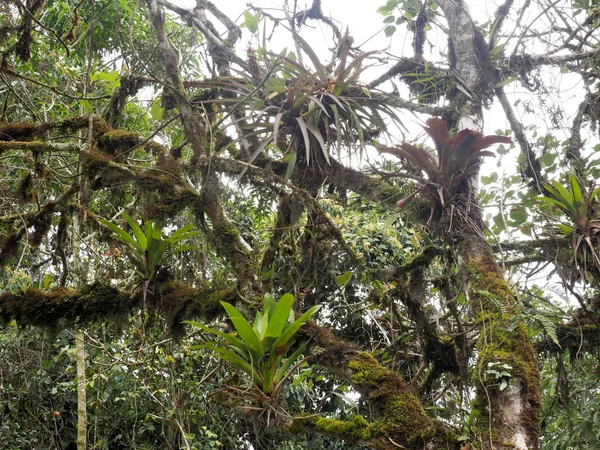Stora Bromelia Ett Träd Dimmig Skog Mindo Ecuador — Stockfoto