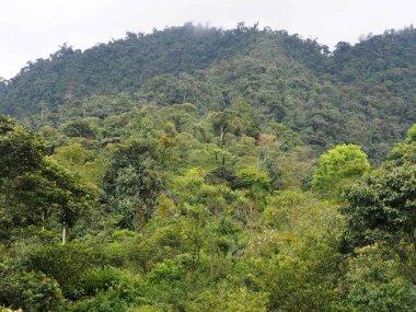 Tropikal yağmur ormanları, Mindo, Ekvador görünümünü