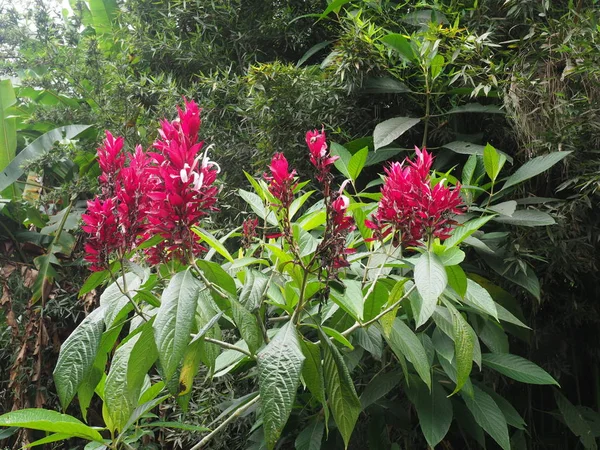 Красные Цветы Тропические Растения Миндо Эквадор — стоковое фото