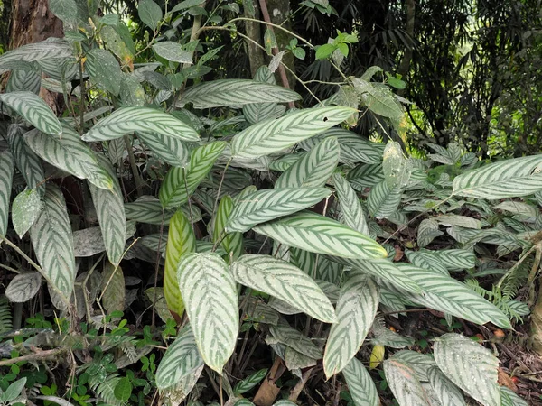 Växter Släktet Marantaceae Mindo Ecuador — Stockfoto
