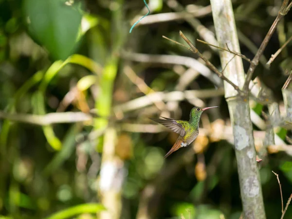 Colibrí Verde Blanco Esmeralda Andina Posado Una Rama Frondosa Mindo — Foto de Stock