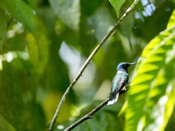 Male Buff Winged Starfrontlet Coeligena Lutetiae Mindo Equador — Fotografia de Stock