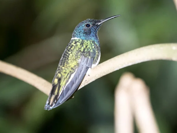 A green and white hummingbird,Andean Emerald, perching on a leafy branch in Mindo,in the Andes mountains of Ecuador.