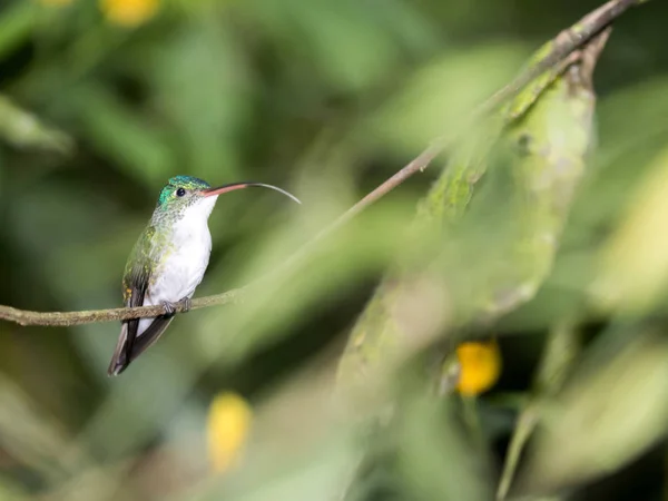 Green White Hummingbird Andean Emerald Perching Leafy Branch Mindo Ecuador — Stock Photo, Image