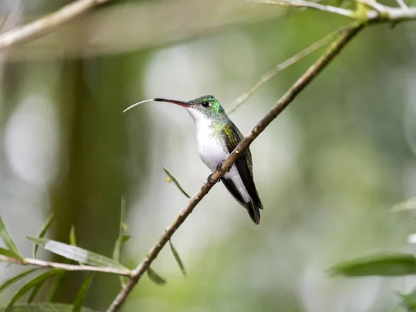 Min Ekvator Yapraklı Dal Tıraşlama Yeşil Beyaz Sinek Kuşu Zümrüt — Stok fotoğraf