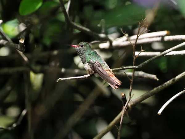 Beija Flor Verde Branco Esmeralda Andina Pousando Uma Filial Frondosa — Fotografia de Stock