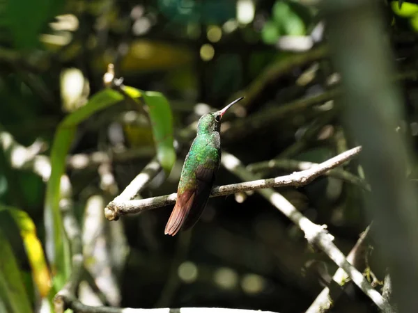 Green White Hummingbird Andean Emerald Perching Leafy Branch Mindo Ecuador — Stock Photo, Image