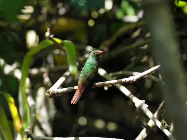 Zelené Bílé Kolibřík Andské Smaragd Prohlížení Listnatou Větví Mindo Ekvádor — Stock fotografie
