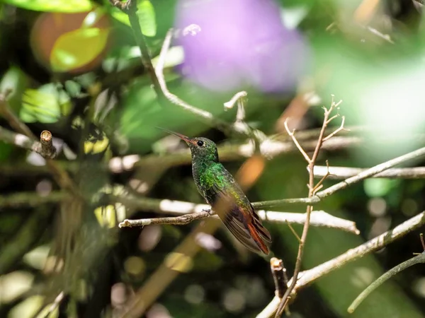 Green White Hummingbird Andean Emerald Perching Leafy Branch Mindo Ecuador — Stock Photo, Image