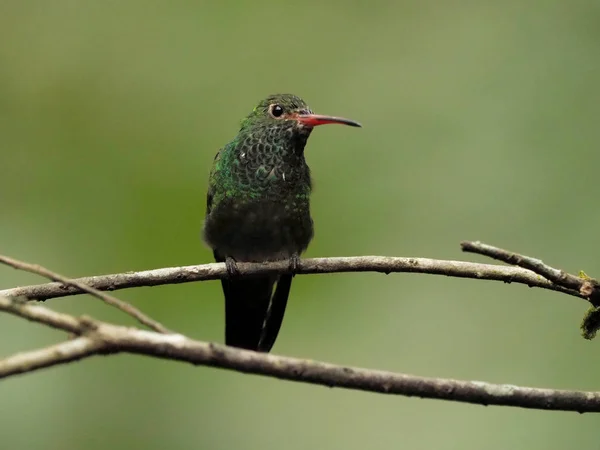 Zelené Bílé Kolibřík Andské Smaragd Prohlížení Listnatou Větví Mindo Ekvádor — Stock fotografie