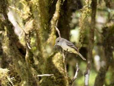 Blackpoll Warbler, Dendroica striata, on a tree in a mountain forest, San Christobal, Glapagos, Ecuador clipart