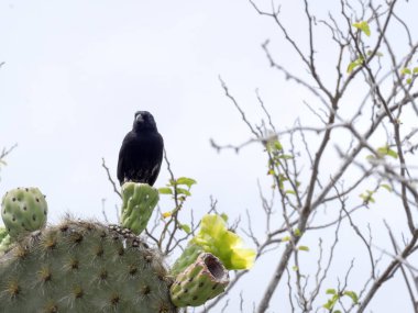 Kaktüs zemin Finch, Geospiza scandens, tohum opuntia, San Cristobal, Galapagos, Ekvador besleme uzmandır