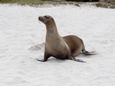 Erkek deniz aslanı, Zalophus californianus wollebaeki, plajda, San Cristobal, Galapagos, Ecuador