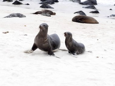 Erkek deniz aslanı, Zalophus californianus wollebaeki, Bebek, San Cristobal, Galapagos, Ecuador